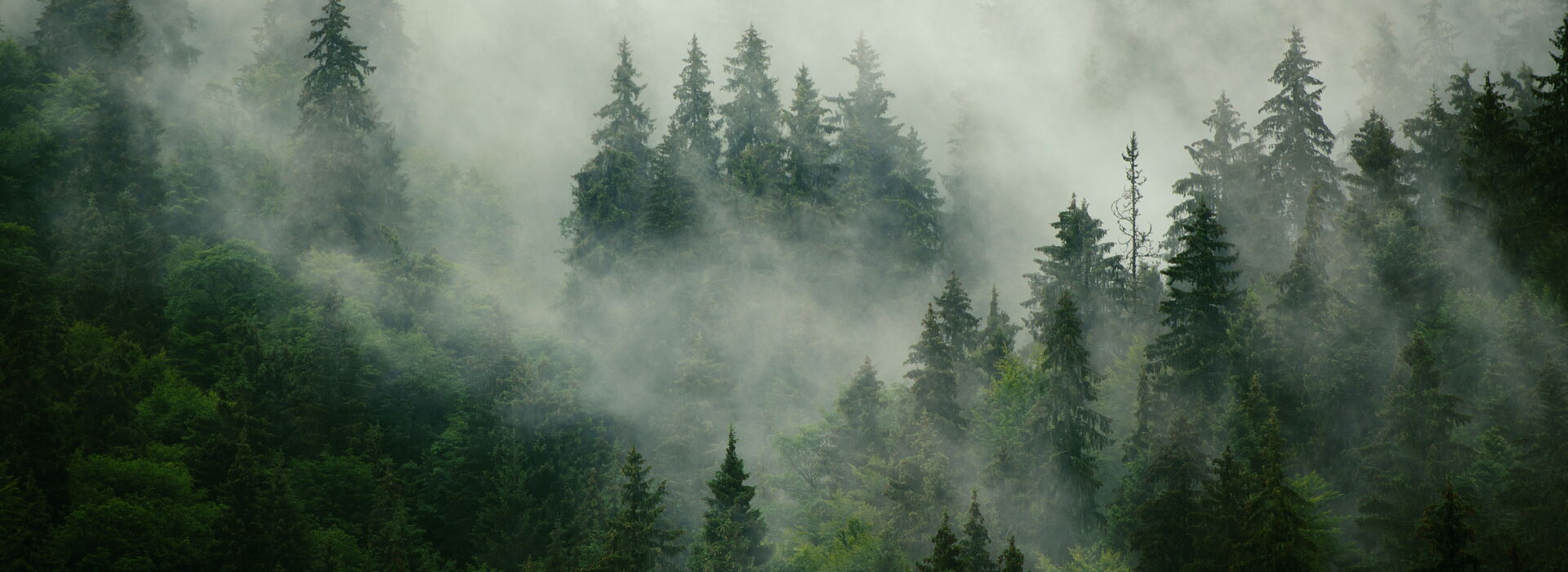 Wald